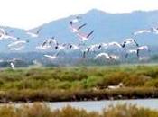 vamos volvemos o...)