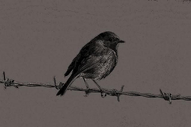 Fly #122 Reflexión Visual