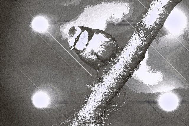 Fly #122 Reflexión Visual