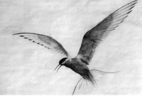 Fly #122 Reflexión Visual