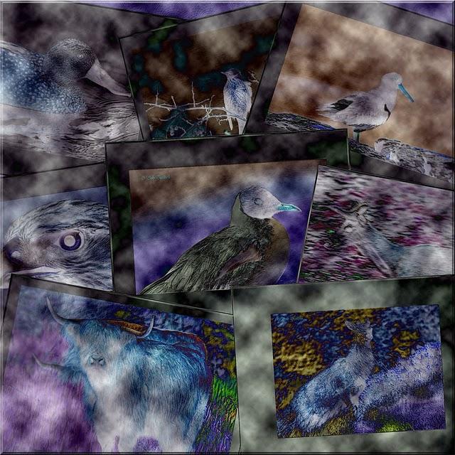 Fly #122 Reflexión Visual