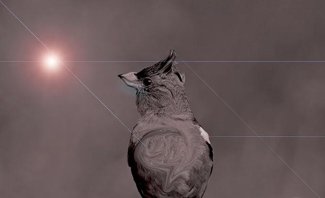 Fly #122 Reflexión Visual