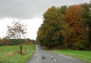 Camino (Vitoria-Junguitu, otoño, 2010) LO QUE YA NO ME GUARDO DENTRO…