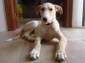 Irun acabará perrera culpa tocanarices, evitamos (Málaga)