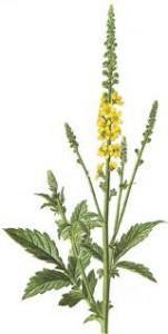 agrimonia Para qué utilizar la agrimonia