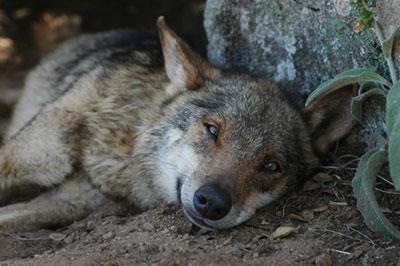 El lobo en Andalucía