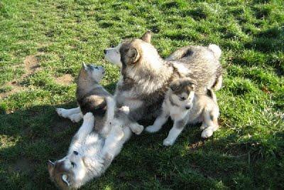 ALASKAN MALAMUTE