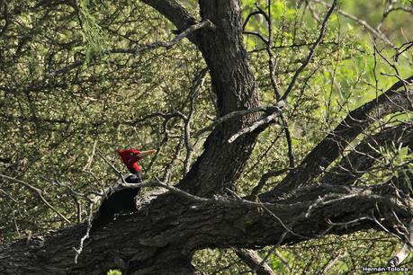 Carpintero lomo blanco