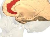 difícil (pero imprescindible) equilibrio entre razón emoción plena pandemia