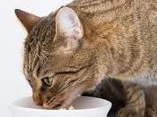 Comida gatos Teruel ¿Cómo elegir mejor?