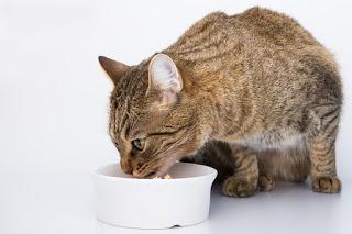 Comida de gatos en Teruel ¿Cómo elegir la mejor? Comida de gatos en Teruel ¿Cómo elegir la mejor?