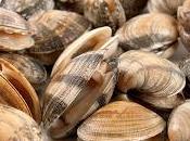 almeja fina corea producto estrella navidad