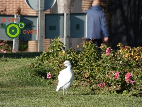 Las garcetas de la glorieta quieren conoceros