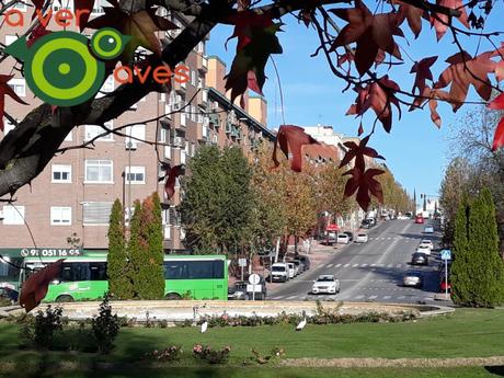 Las garcetas de la glorieta quieren conoceros