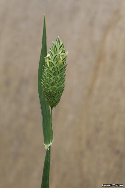 Alpistillo (Phalaris paradoxa)