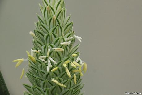 Alpistillo (Phalaris paradoxa)