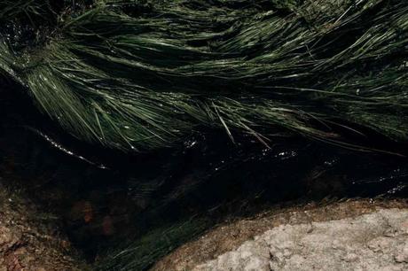 Eutrofización del agua. Qué es y cuáles son sus consecuencias 3 Eutrofizacion del agua