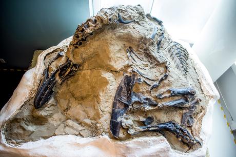Singular fósil de T-Rex y Triceratops “luchando” será exhibido por primera vez