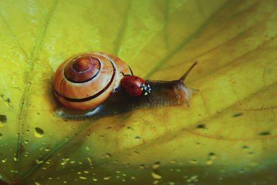 Emilio Bueso: Subsolar