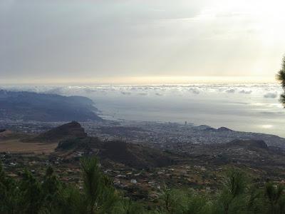 Rasmia canaria