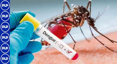 A CUIDARSE DEL DENGUE…
