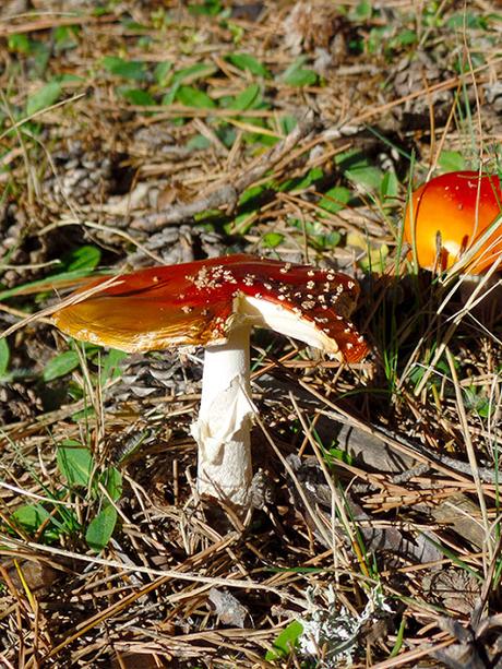 Crónicas del Campo Santo, Nº 15 Crónicas del Campo Santo, Nº 15