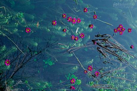 Laguna con flores Prerrafaelita - Fotografía