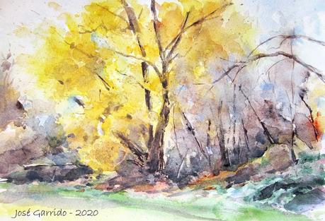 Árboles y paisajes de otoño