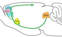 ¿Como la Serotonina promueve la Paciencia?