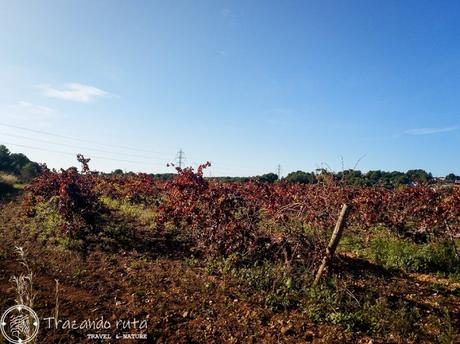GR 92 Etapa 23, desde Vilanova i la Geltrú a Arboç viña baix penedés etapa 23 gr 92