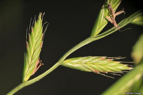 Raigrás (Lollium multiflorum)