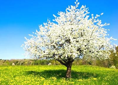 CUANDO EL ÁRBOL DE LA CONCIENCIA FLORECE NACE LA VIDA