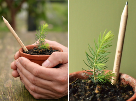 Sprout World presenta la edición Árbol de Navidad de sus lápices plantables