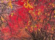 Otoño Gredos