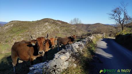 Vacas en Braña Senra