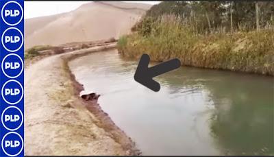 Cañete. ENCUENTRAN A MUJER SIN VIDA EN CANAL DE RIEGO...