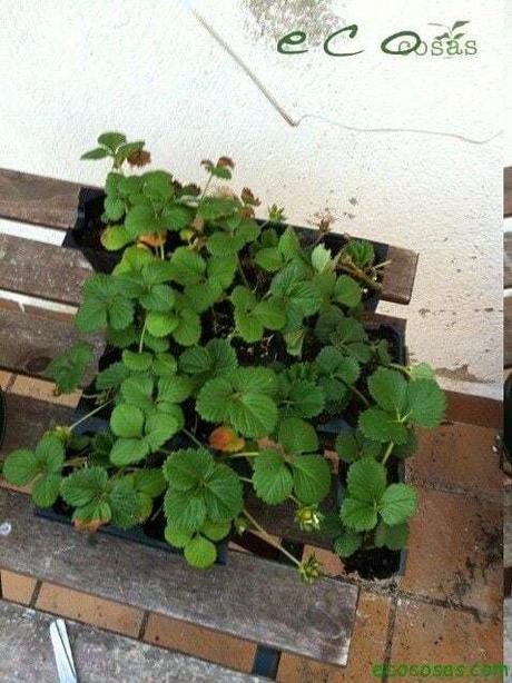 Como cultivar fresas en una bolsa de rafia reciclada 3