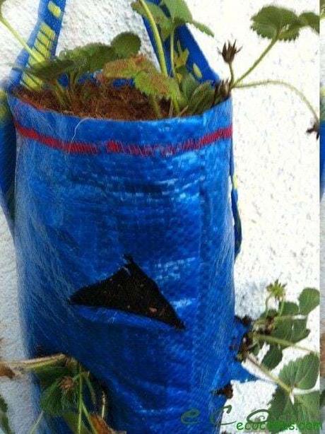 Como cultivar fresas en una bolsa de rafia reciclada 6