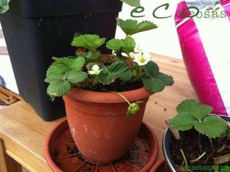 cultivo de frutillas en botellas