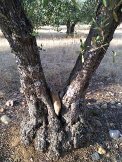 Tres en uno Tres en uno