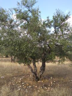 Tres en uno Tres en uno