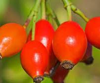 El aceite de Rosa Mosqueta y sus beneficios