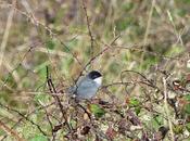 Curruca cabecinegra, expansión