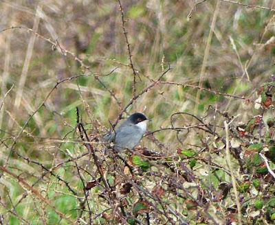 Curruca cabecinegra, un ave en expansión