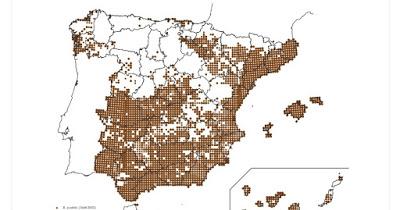 Curruca cabecinegra, un ave en expansión
