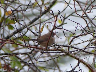 Curruca cabecinegra, un ave en expansión