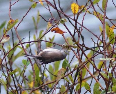 Curruca cabecinegra, un ave en expansión