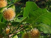 Kratom, planta censurada efectos medicinales