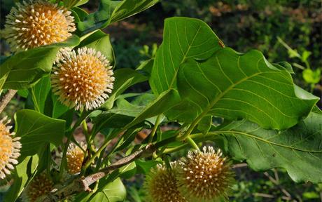 Kratom, la planta censurada por sus efectos medicinales