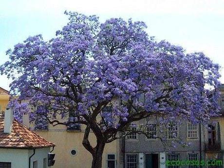 cual es el arbol que da mas oxigeno